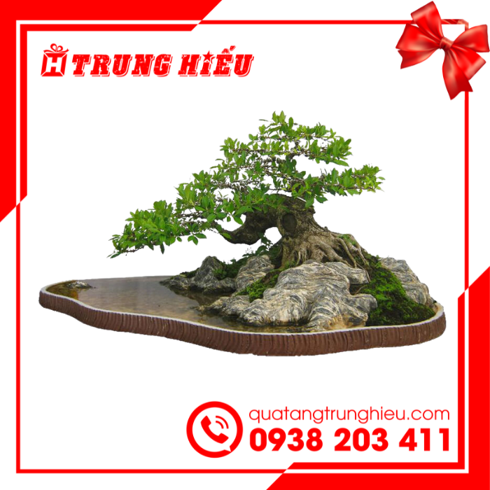 cay-bonsai-mini-phong-thuy